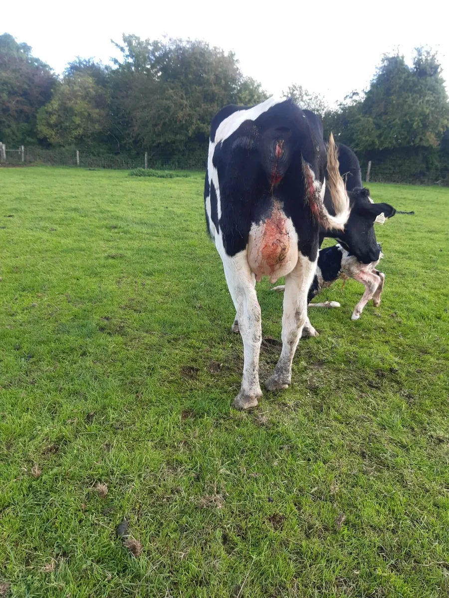 FR heifer after calving - Image 1