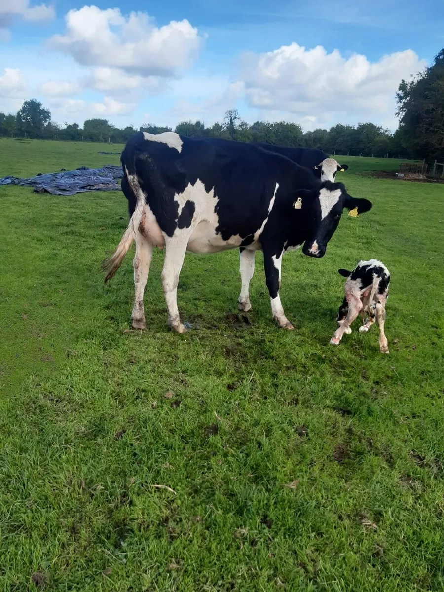 FR heifer after calving - Image 2
