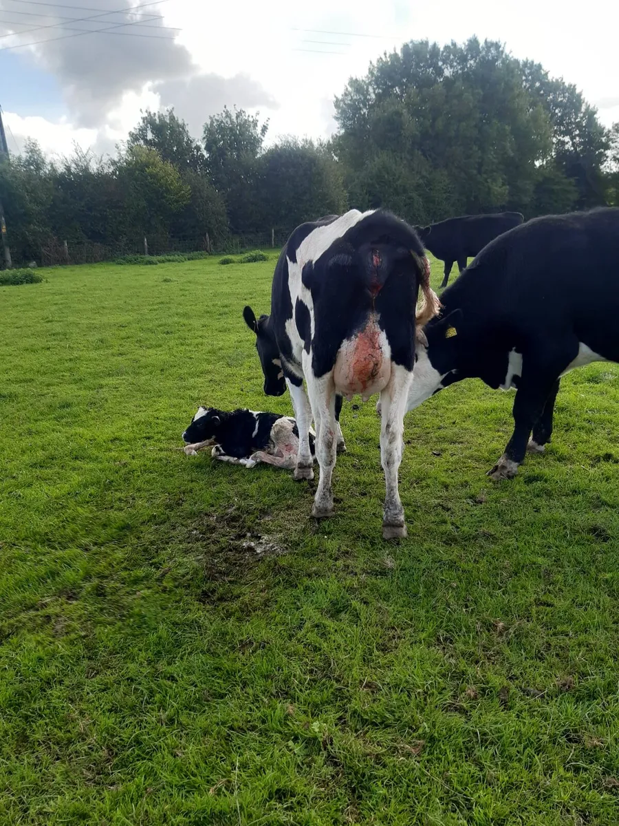 FR heifer after calving - Image 3