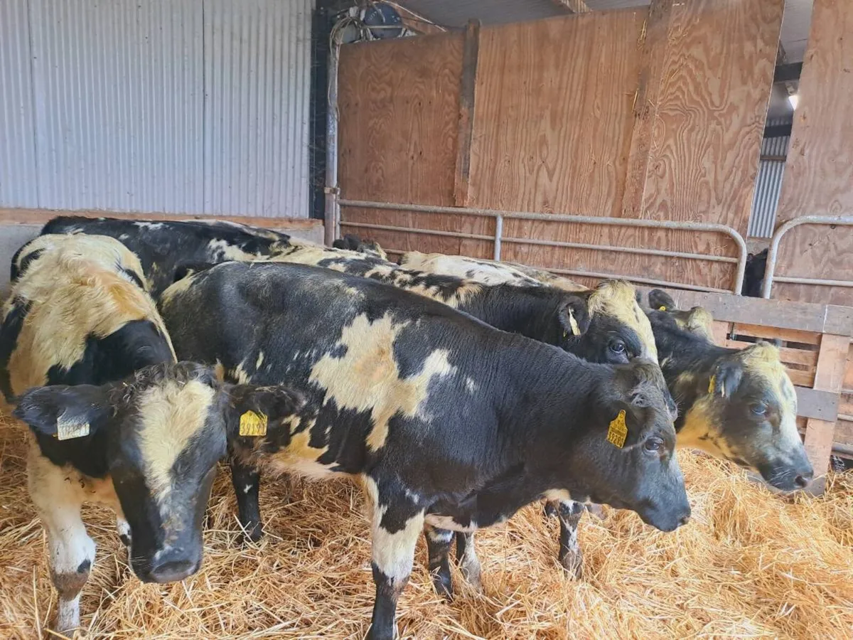 7 Super Belgian blue bull weanlings 270kgs - Image 2