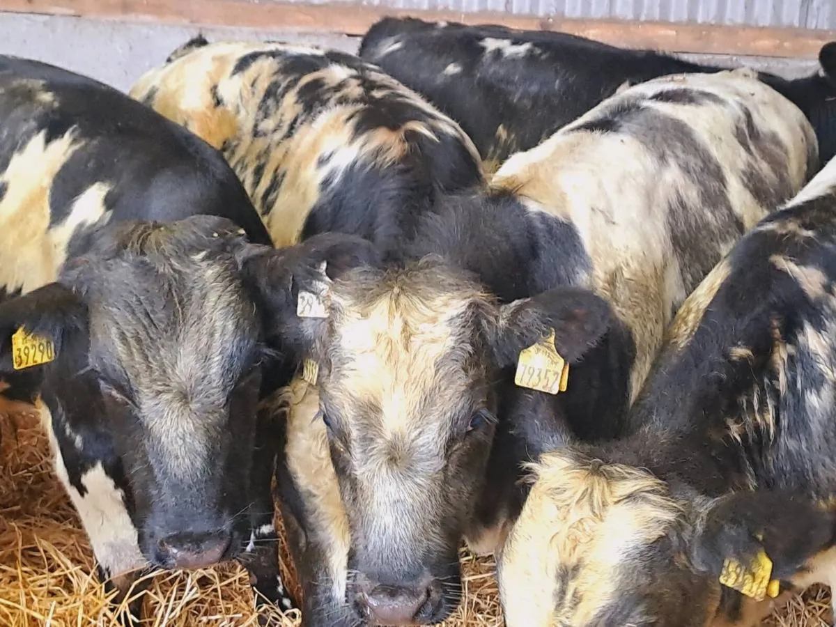7 Super Belgian blue bull weanlings 270kgs - Image 3