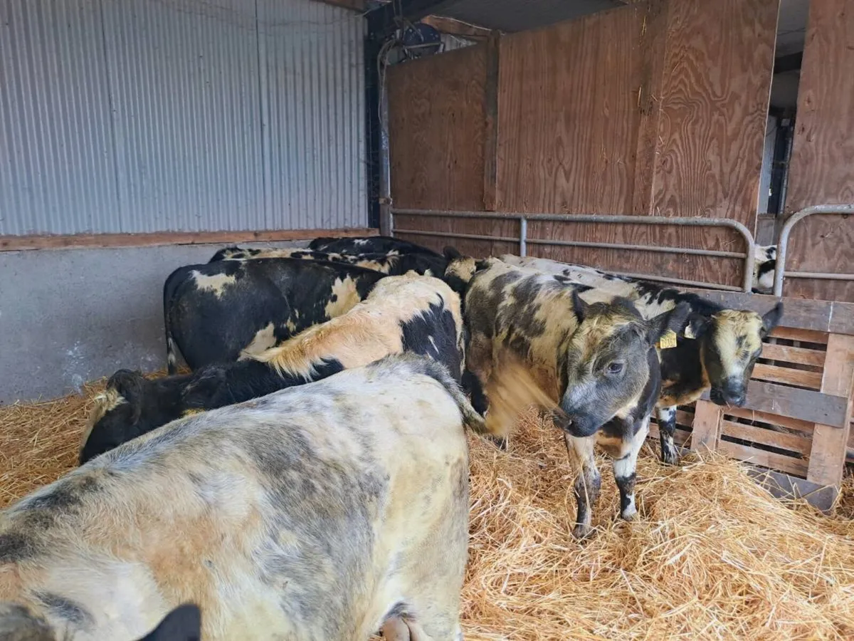 7 Super Belgian blue bull weanlings 270kgs - Image 4
