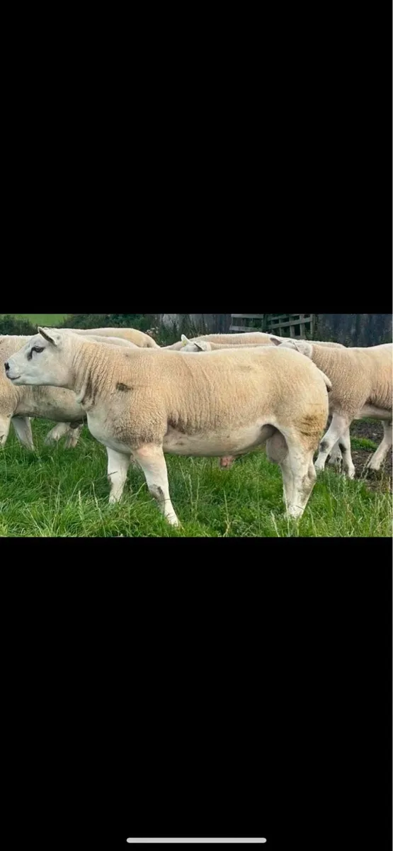 Pedigree Texel rams - Image 1