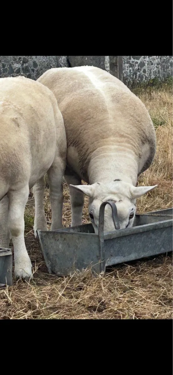 Pedigree Texel rams - Image 2