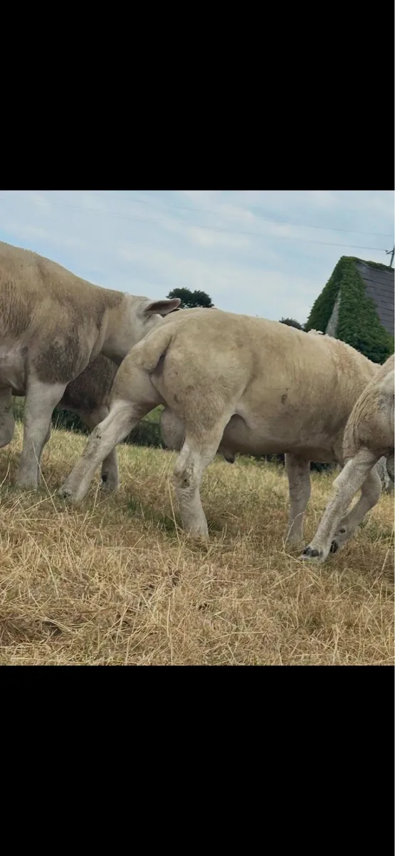 Pedigree Texel rams - Image 3