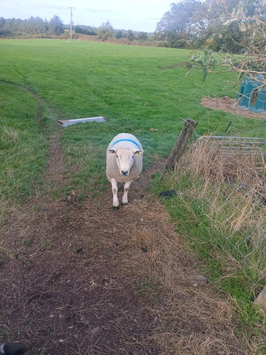 Ram for sale - Image 4