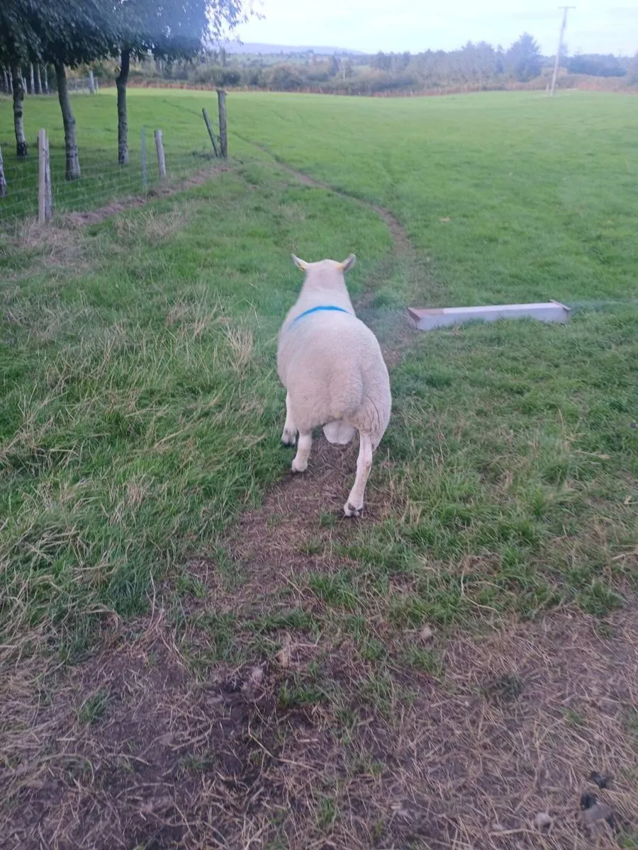 Ram for sale - Image 2