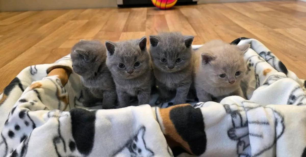 British shorthair kittens - Image 1