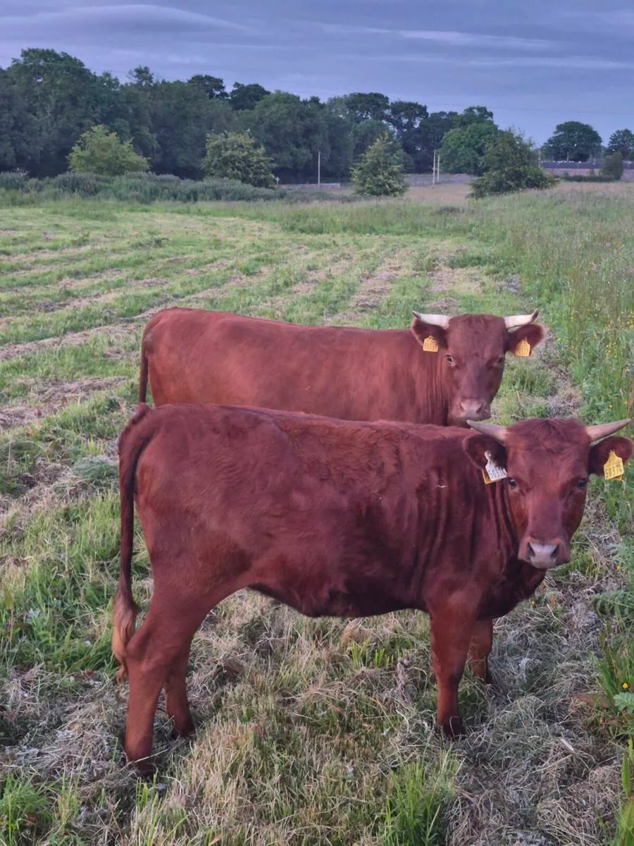 Dexter cow, yearling heifer & 2 Yr old bullock - Image 1