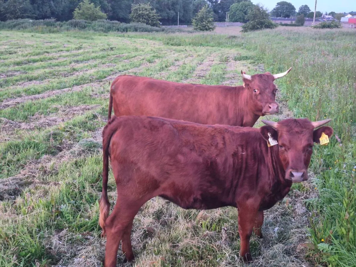 Dexter cow, yearling heifer & 2 Yr old bullock - Image 2