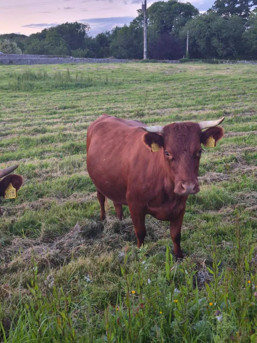 Dexter cow, yearling heifer & 2 Yr old bullock - Image 3
