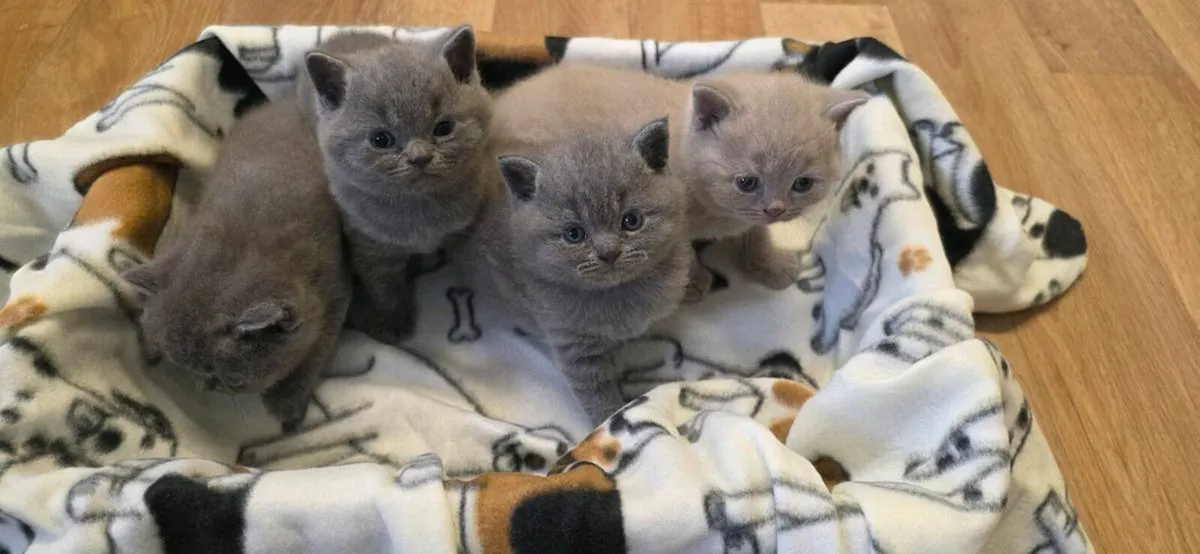 British shorthair kittens - Image 2