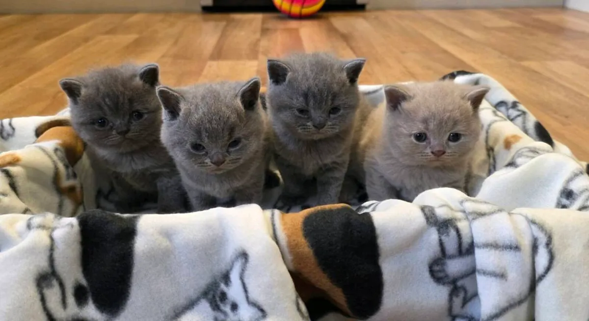 British shorthair kittens - Image 3