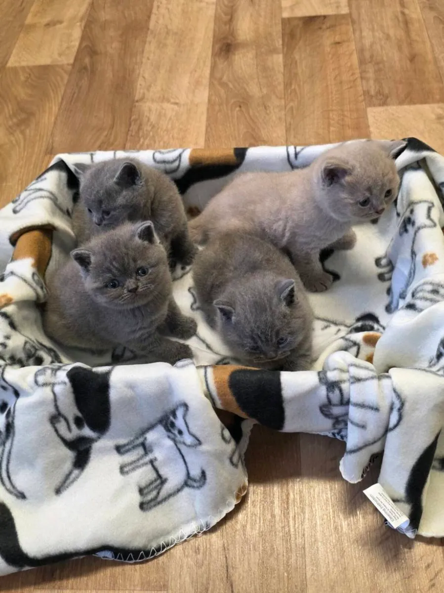 British shorthair kittens - Image 4