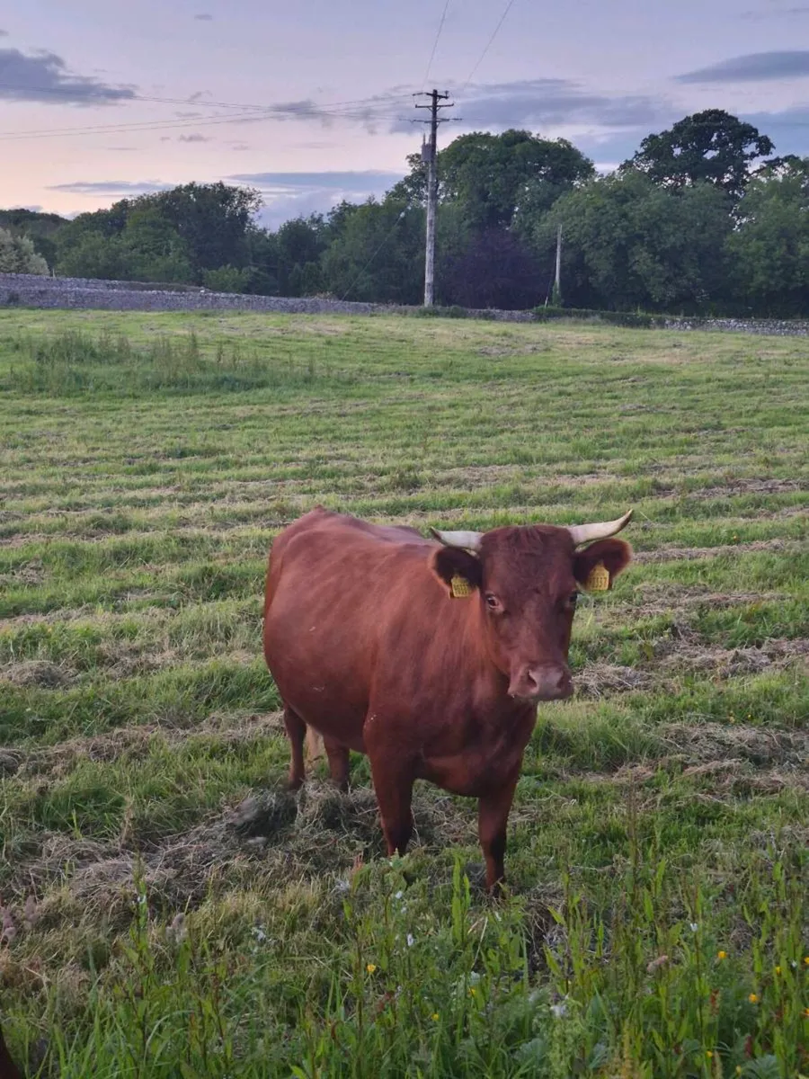 Dexter cow, yearling heifer & 2 Yr old bullock - Image 4