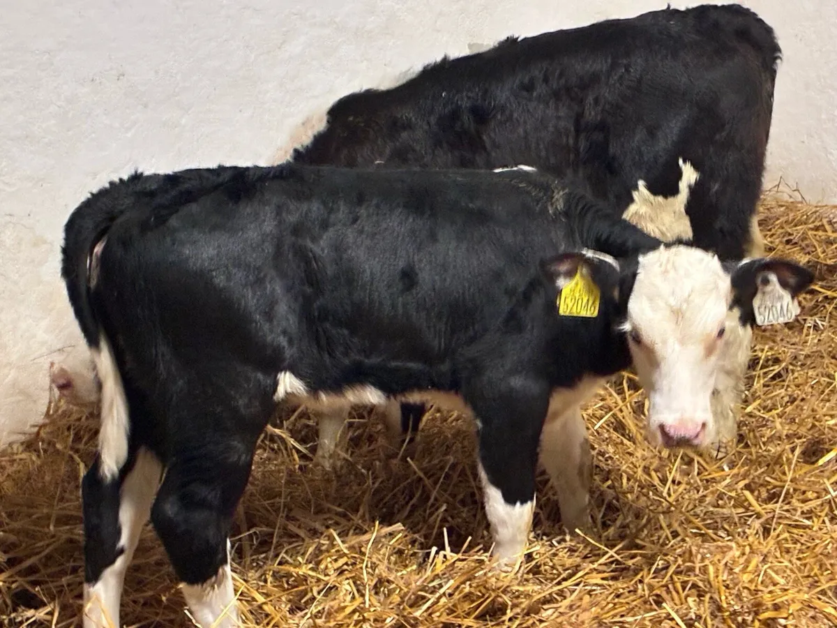 STRONG HEX HEIFER CALVES - Image 4