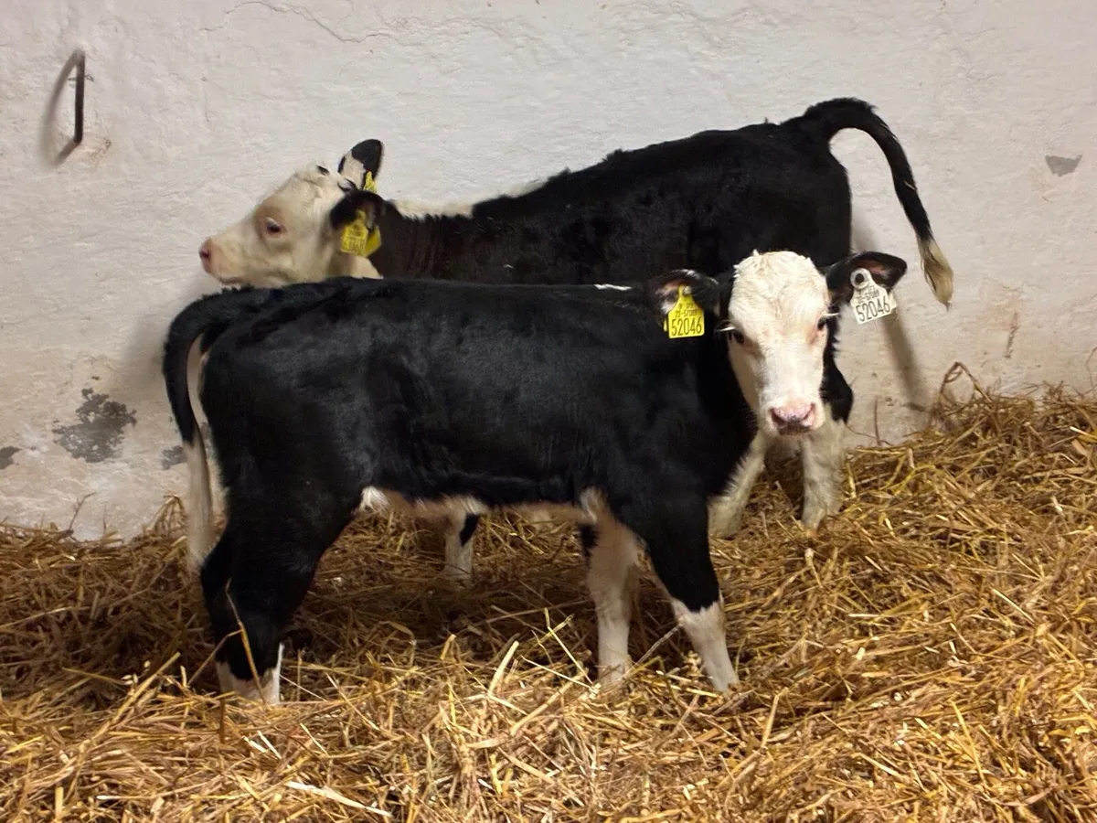 STRONG HEX HEIFER CALVES - Image 1
