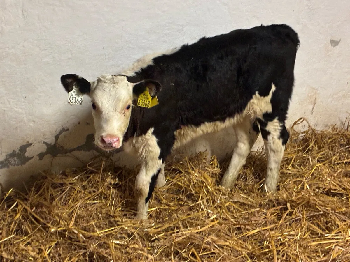 STRONG HEX HEIFER CALVES - Image 2
