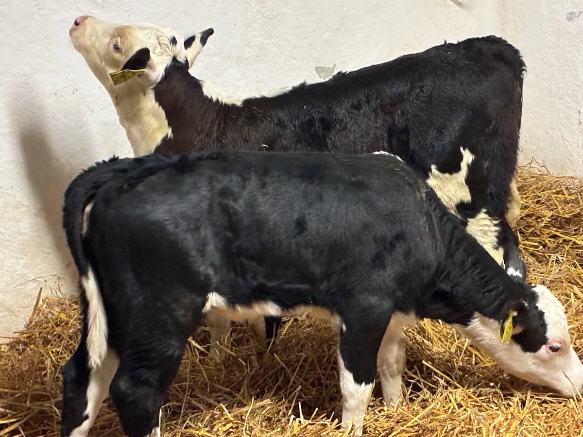 STRONG HEX HEIFER CALVES - Image 3