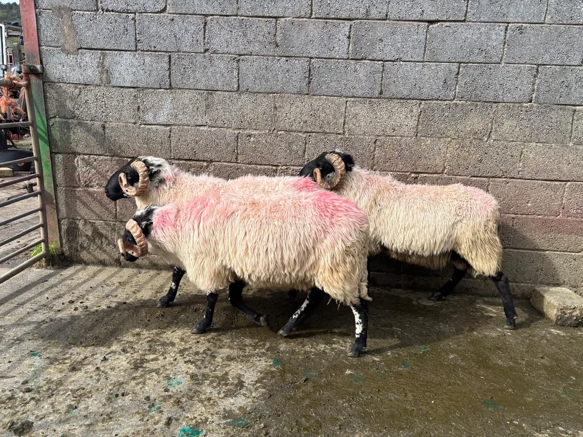 Rams - Image 4
