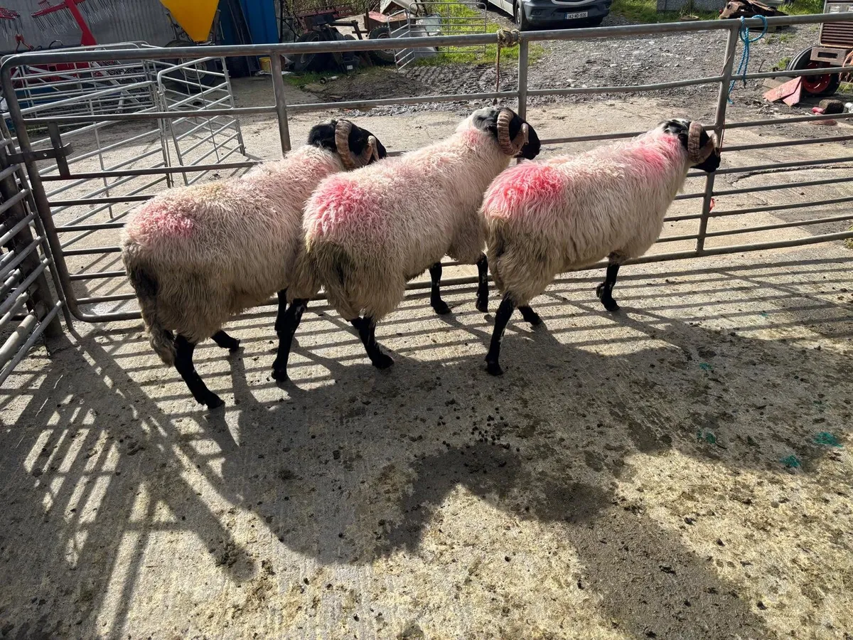 Rams - Image 2