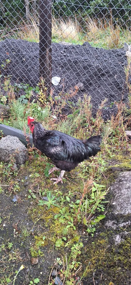 Free Rooster - Image 2