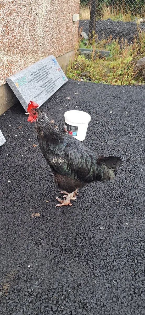 Free Rooster - Image 1
