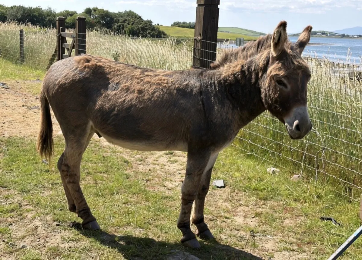 Half Miniature Donkey - Image 2
