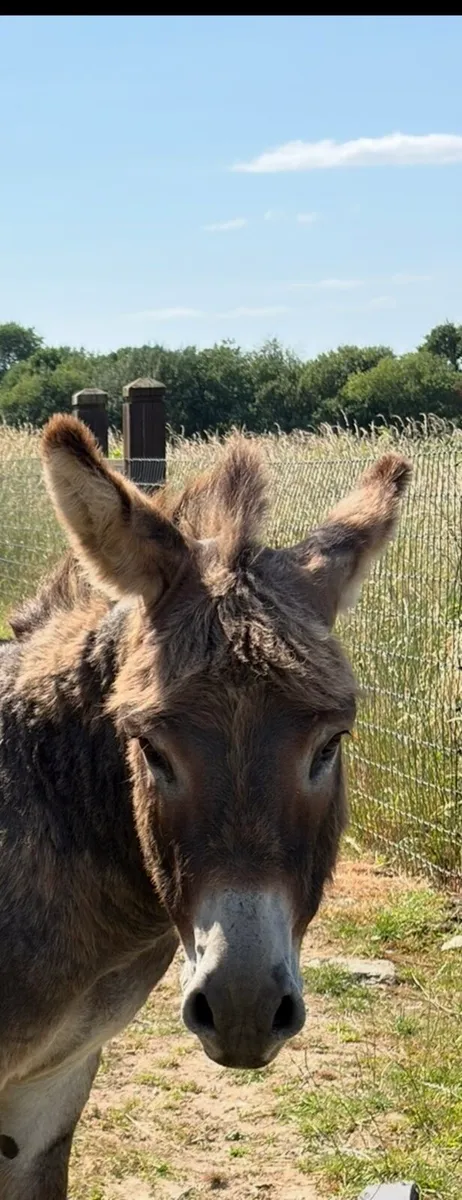 Half Miniature Donkey - Image 1