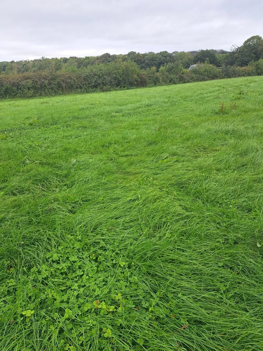 17 acres silage