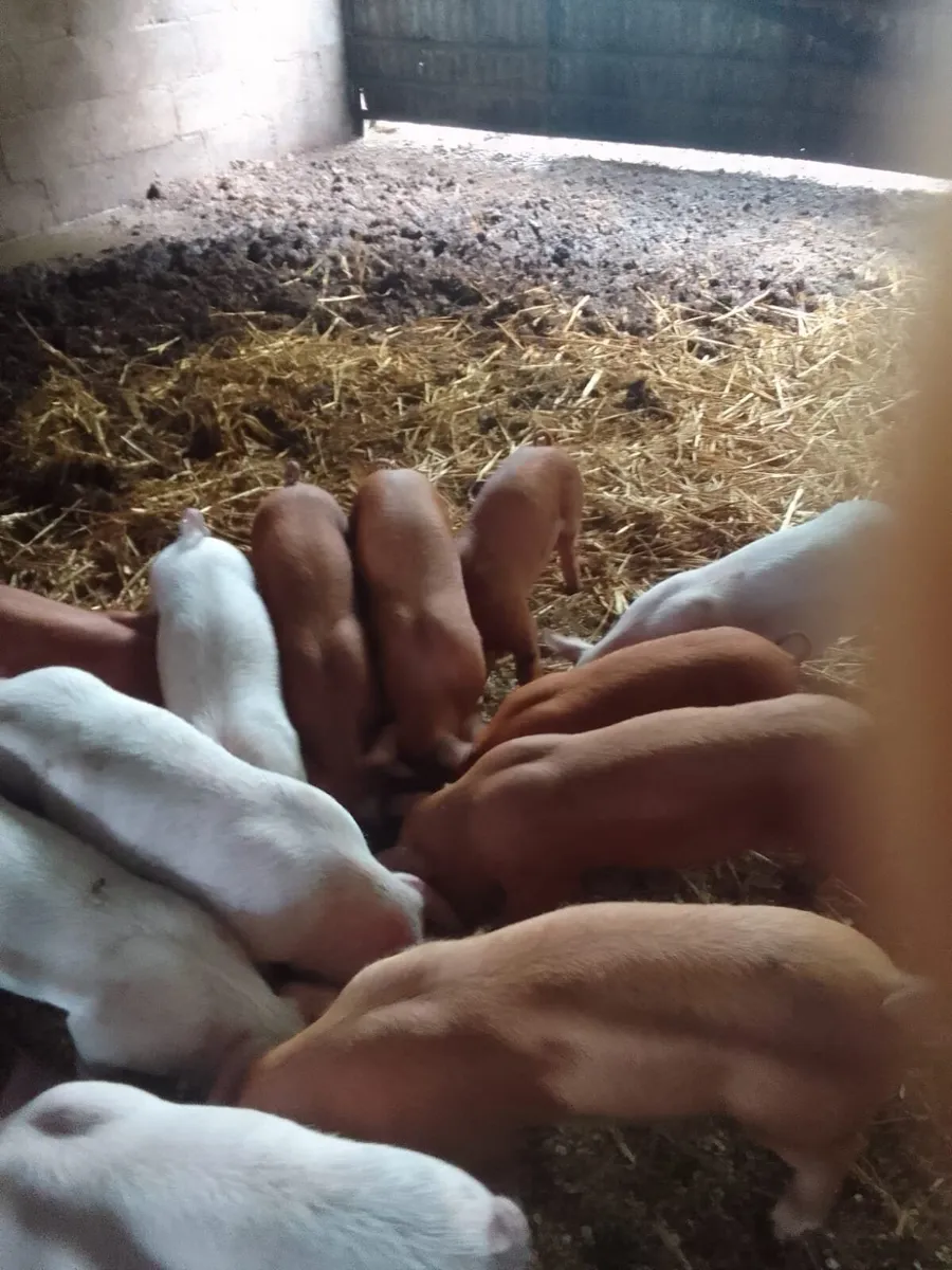 ORGANIC PIGLETS