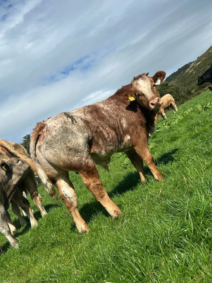 Cattle - Image 1