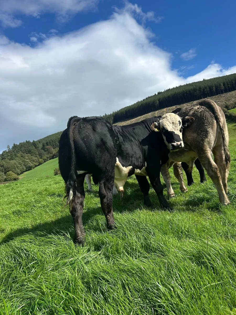 Cattle - Image 3