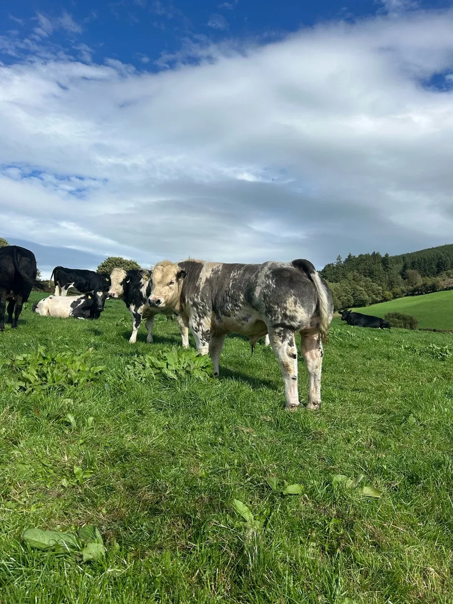 Cattle - Image 2
