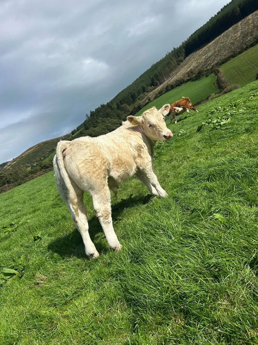 Cattle - Image 4
