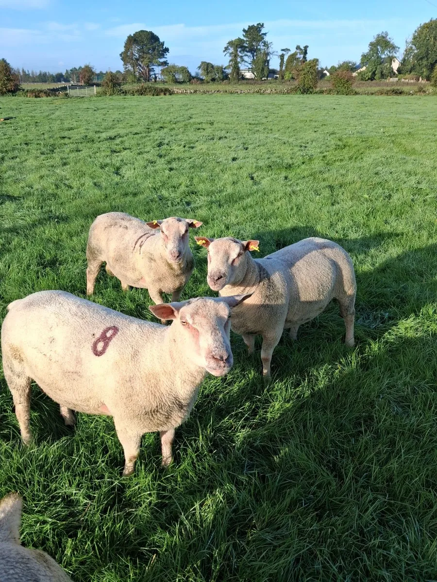 Quality Charolais and Texel hogget rams - Image 1