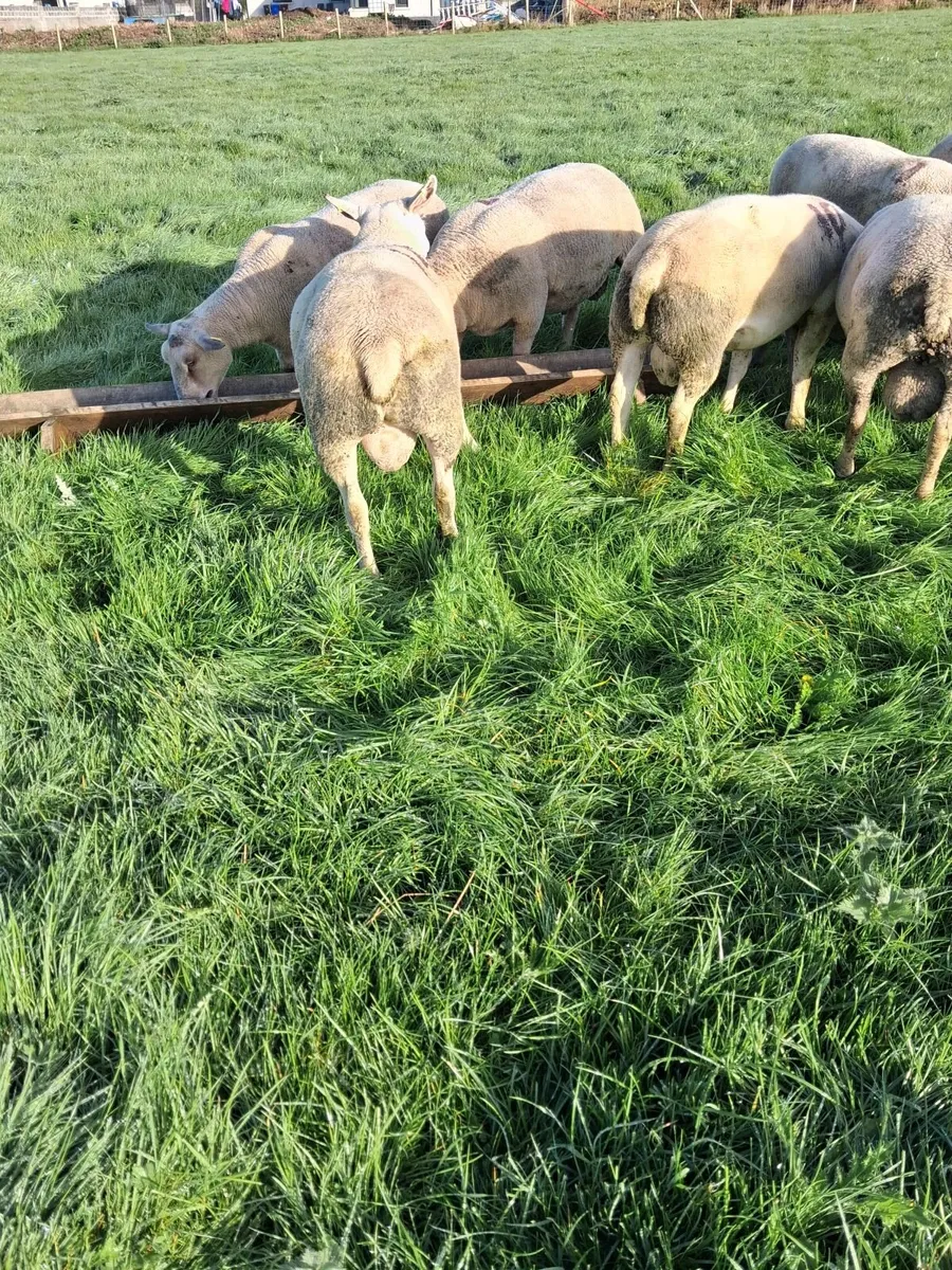 Quality Charolais and Texel hogget rams - Image 3