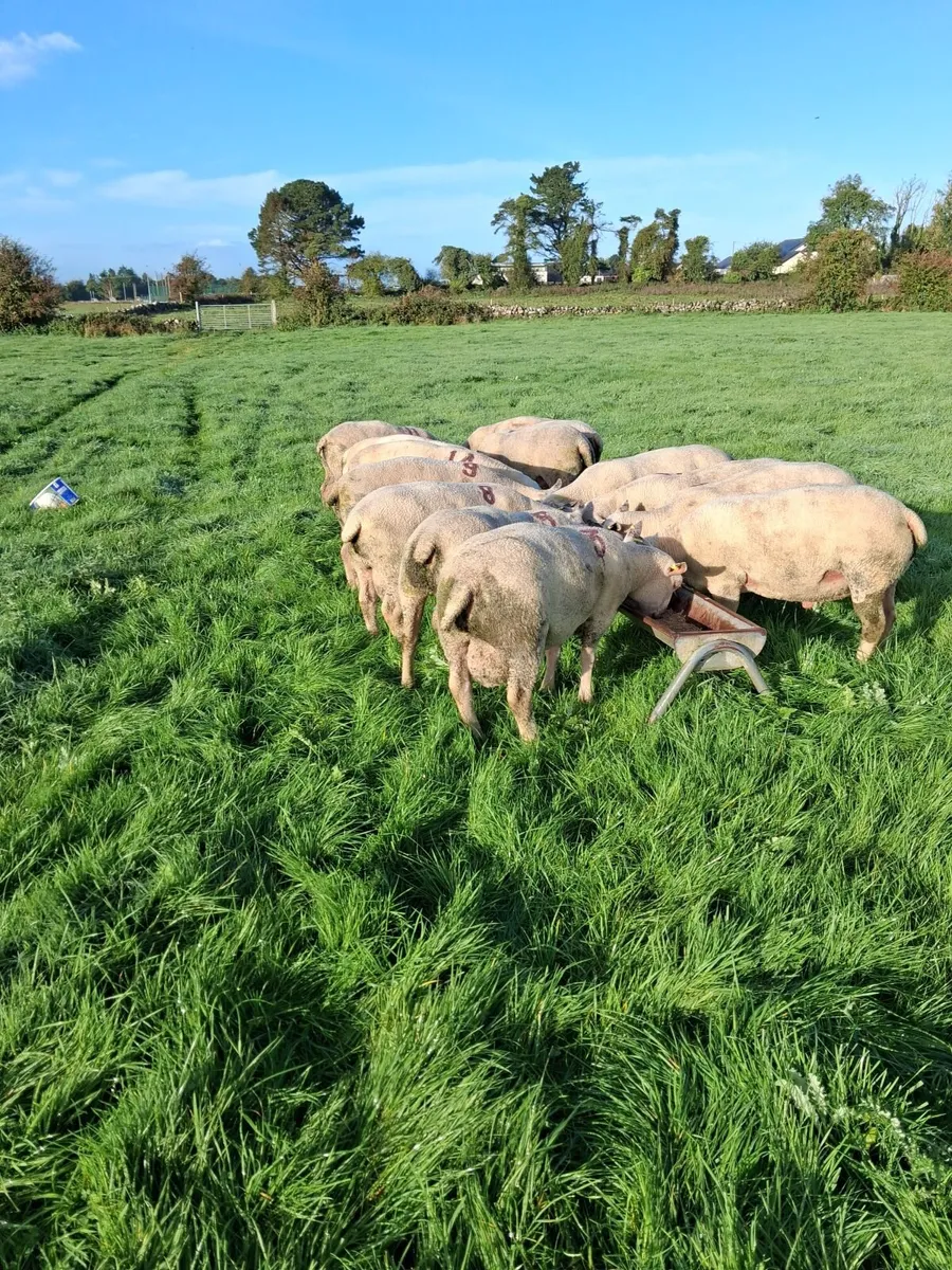 Quality Charolais and Texel hogget rams - Image 2