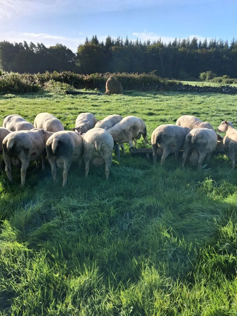 Quality Charolais and Texel hogget rams - Image 4