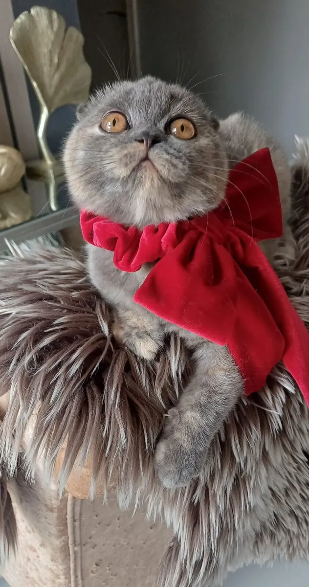 Amazing Purebred Scottish fold kitten - Image 2