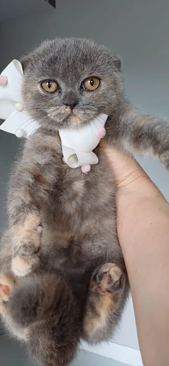 Amazing Purebred Scottish fold kitten - Image 3