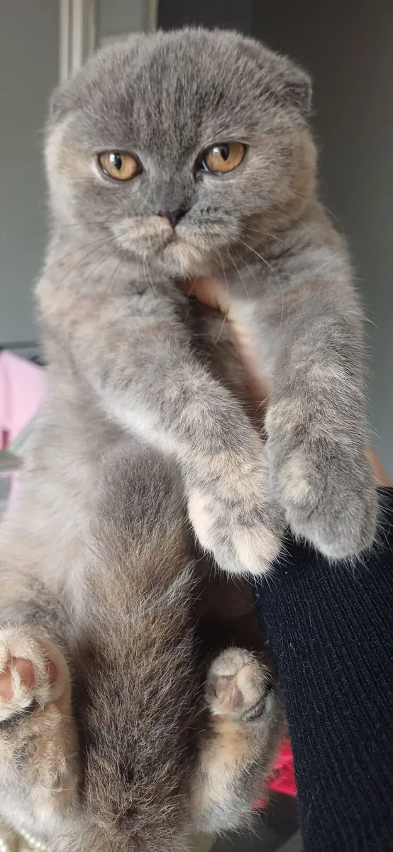 Amazing Purebred Scottish fold kitten - Image 4