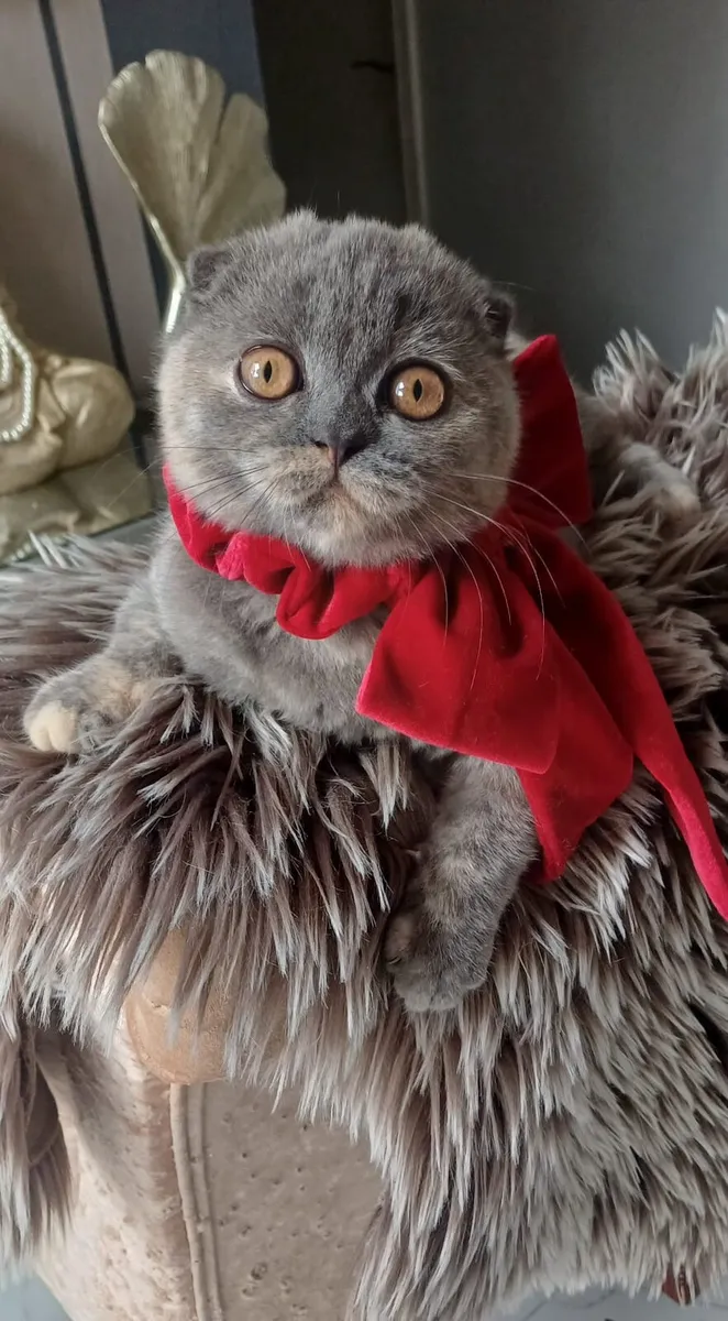 Amazing Purebred Scottish fold kitten - Image 1