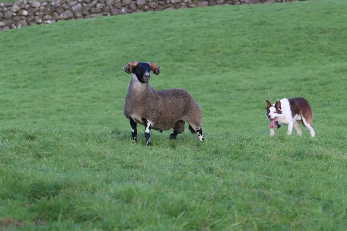 Lanark Rams - Image 1