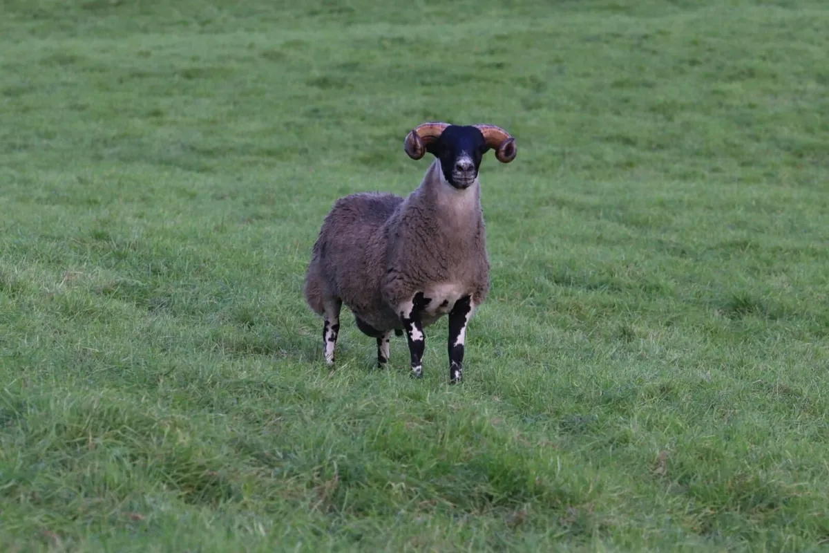 Lanark Rams - Image 2
