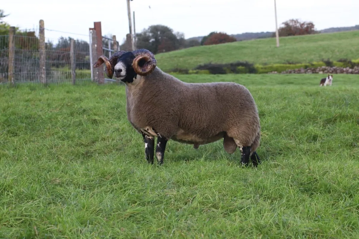 Lanark Rams - Image 4