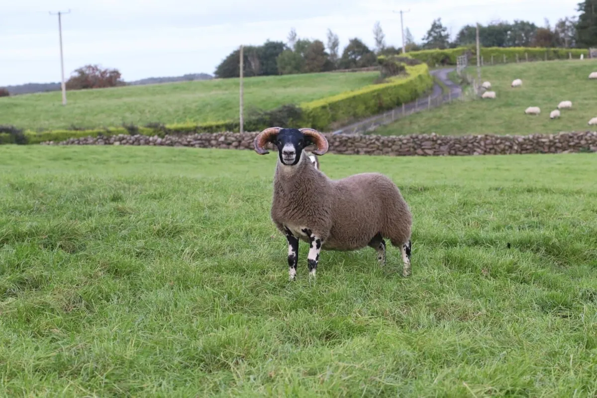 Lanark Rams - Image 3