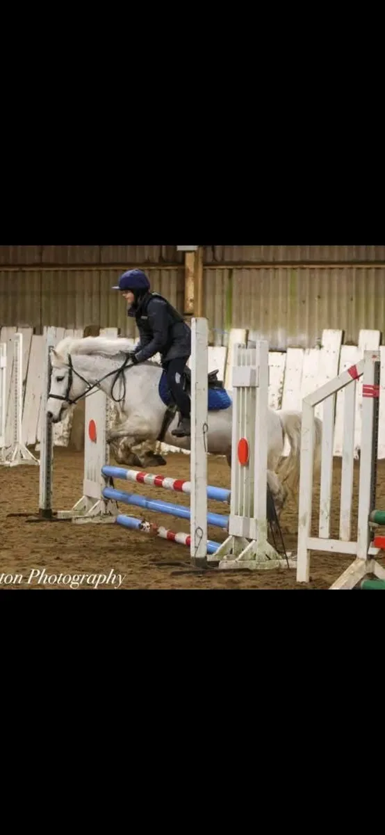 Perfect starter pony - Image 1