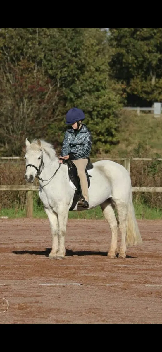 Perfect starter pony - Image 2