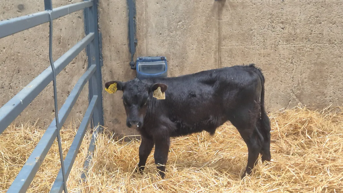 4 Angus calves for sale - Image 2